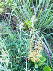 Gamochaeta antillana