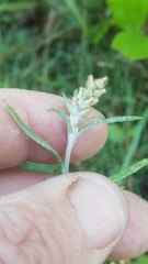 Gamochaeta antillana