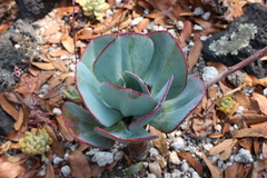 Gibbiflorae