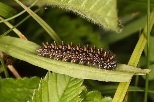 Paprastoji Šaškytė nuotrauka