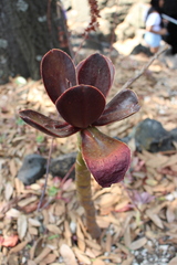 Gibbiflorae
