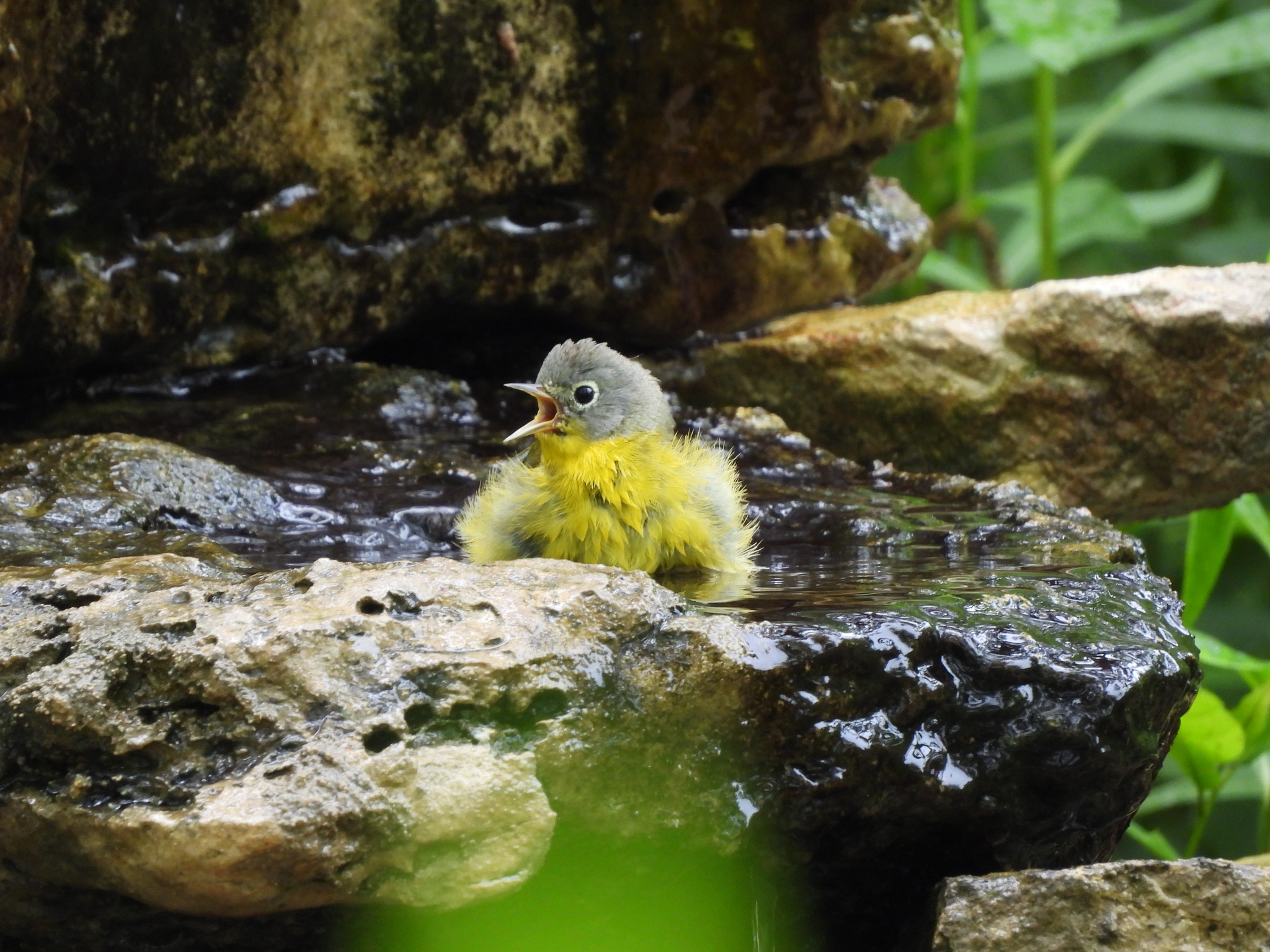 Nashville Warbler (Leiothlypis ruficapilla)