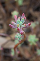 Sedum pachyphyllum