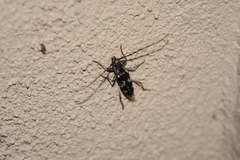 Elaphidion irroratum