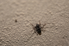 Elaphidion irroratum
