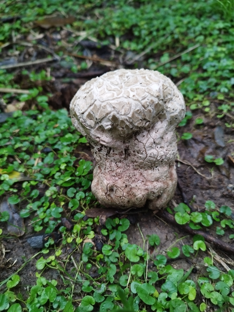 Calvatia cyathiformis · April 2024 · photo: © seba_fornes (iNaturalist, cc-by)