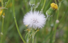 Senecio angustifolius