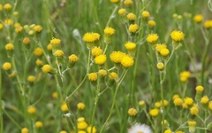 Senecio angustifolius