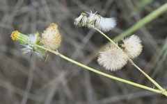 Senecio angustifolius