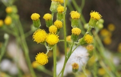Senecio angustifolius