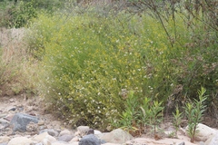Senecio angustifolius