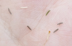 Senecio angustifolius