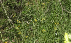 Senecio angustifolius