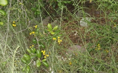 Senecio angustifolius