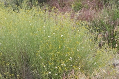Senecio angustifolius