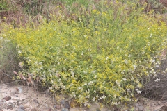 Senecio angustifolius