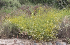 Senecio angustifolius