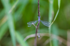 Lestes sigma
