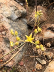 Dudleya variegata