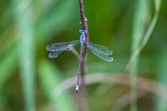 Lestes sigma