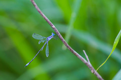Lestes sigma
