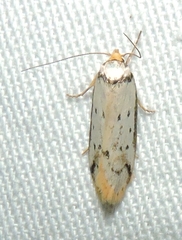 Philobota thiocrossa