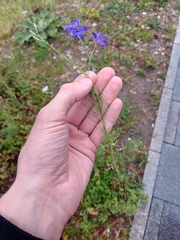 Evgenij Samarin, CC BY, iNaturalist via GBIF Delphinium consolida, photograph Evgenij Samarin, CC BY, iNaturalist via GBIF