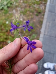Evgenij Samarin, CC BY, iNaturalist via GBIF Delphinium consolida, photograph Evgenij Samarin, CC BY, iNaturalist via GBIF