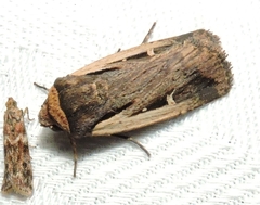 Proteuxoa tortisigna