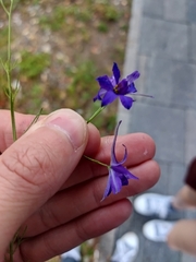 Evgenij Samarin, CC BY, iNaturalist via GBIF Delphinium consolida, photograph Evgenij Samarin, CC BY, iNaturalist via GBIF
