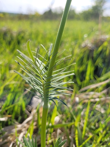 Image of Valeriana stolonifera by (c) Bobo-X, some rights reserved (CC BY)