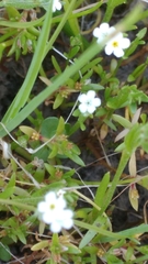Plagiobothrys bracteatus