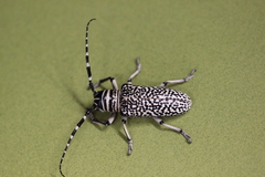 Rhytiphora saundersii