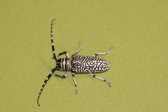 Rhytiphora saundersii