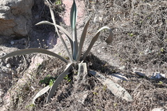 Agave beauleriana
