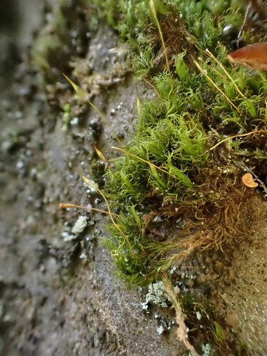 Cynodontium polycarpon observed 2024-05-01