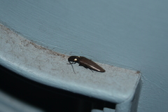 Ignelater havaniensis