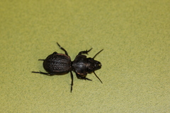 Philoscaphus costalis
