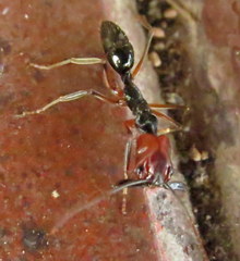 Odontomachus erythrocephalus