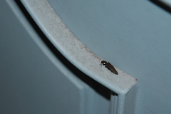 Ignelater havaniensis