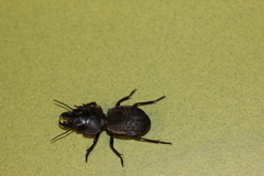 Philoscaphus costalis