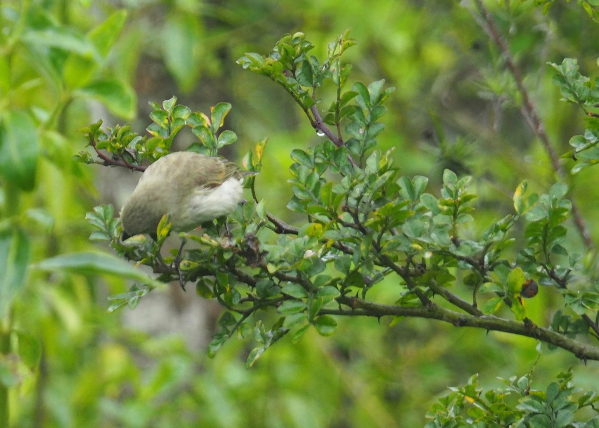 Medium Tree Finch (Camarhynchus pauper), photo 7