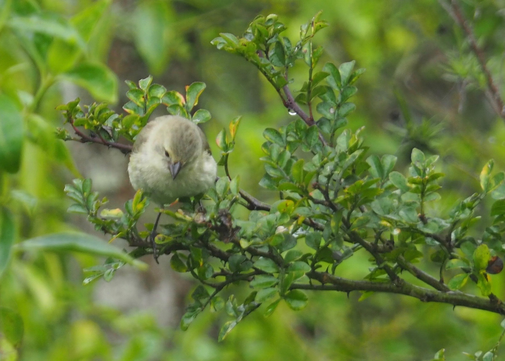 Medium Tree Finch (Camarhynchus pauper), photo 6