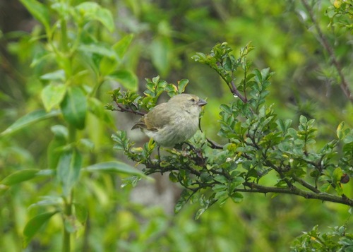 Medium Tree Finch (Camarhynchus pauper), photo 5