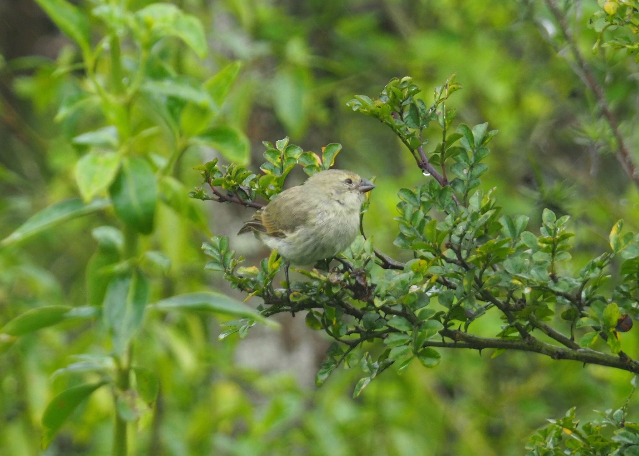 Medium Tree Finch (Camarhynchus pauper), photo 5