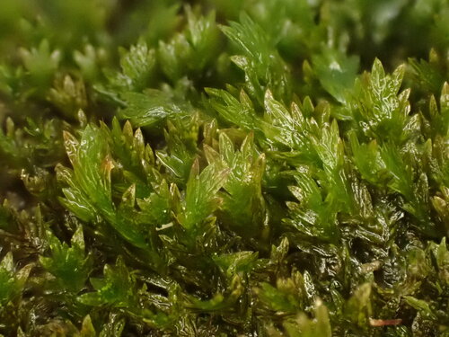 Fatfoot Pocket-moss