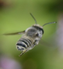 Litomegachile