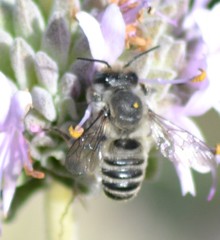 Litomegachile