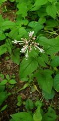 Valeriana pauciflora