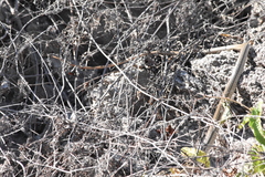 Masticophis bilineatus